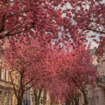 Straße mit Reihen blühender rosa Kirschblütenbäume und Gebäuden auf beiden Seiten.