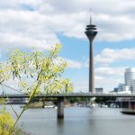 Eine gelbe Blume mit einer unscharfen Düsseldorfer Stadtansicht und dem Rheinturm im Hintergrund.