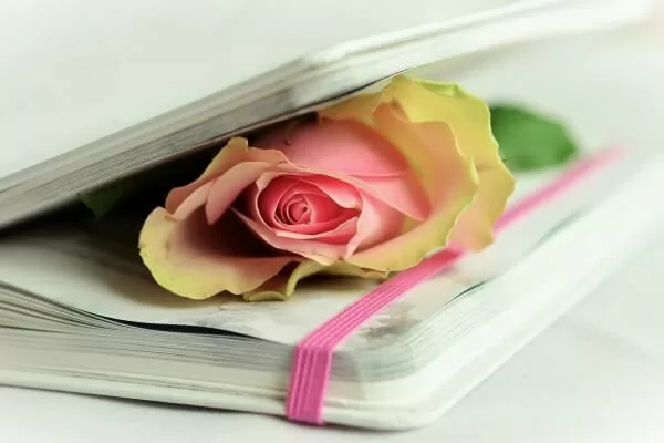 Rose in Buch